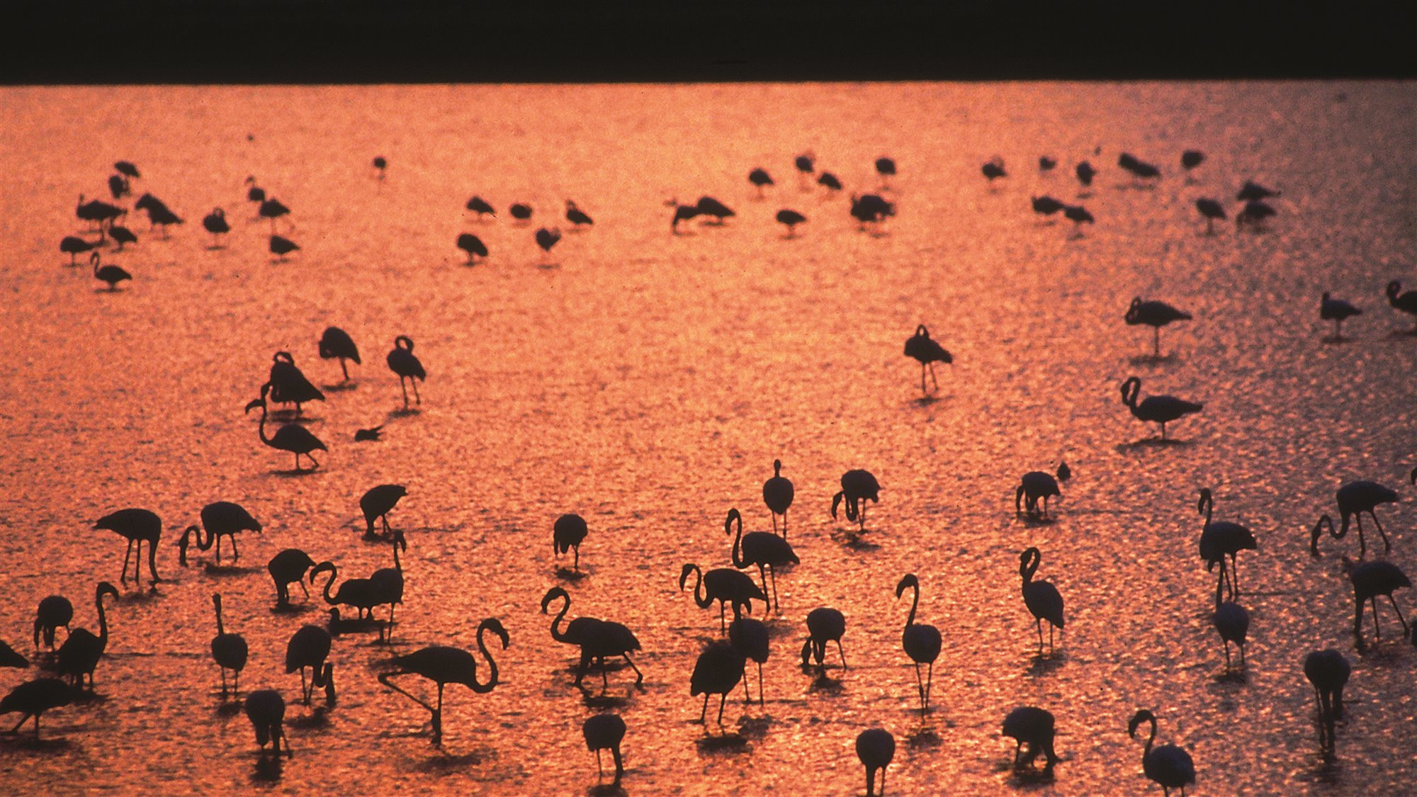 Lugares instagrameables de la región de Murcia 17 Estanques salineros y aves en las Salinas de San Pedro del Pinatar