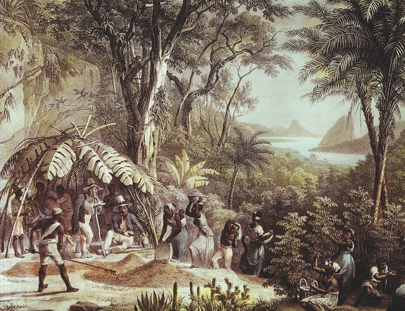 Esclavos recogiendo café. Grabado. Biblioteca. de Artes Decorativas, París.