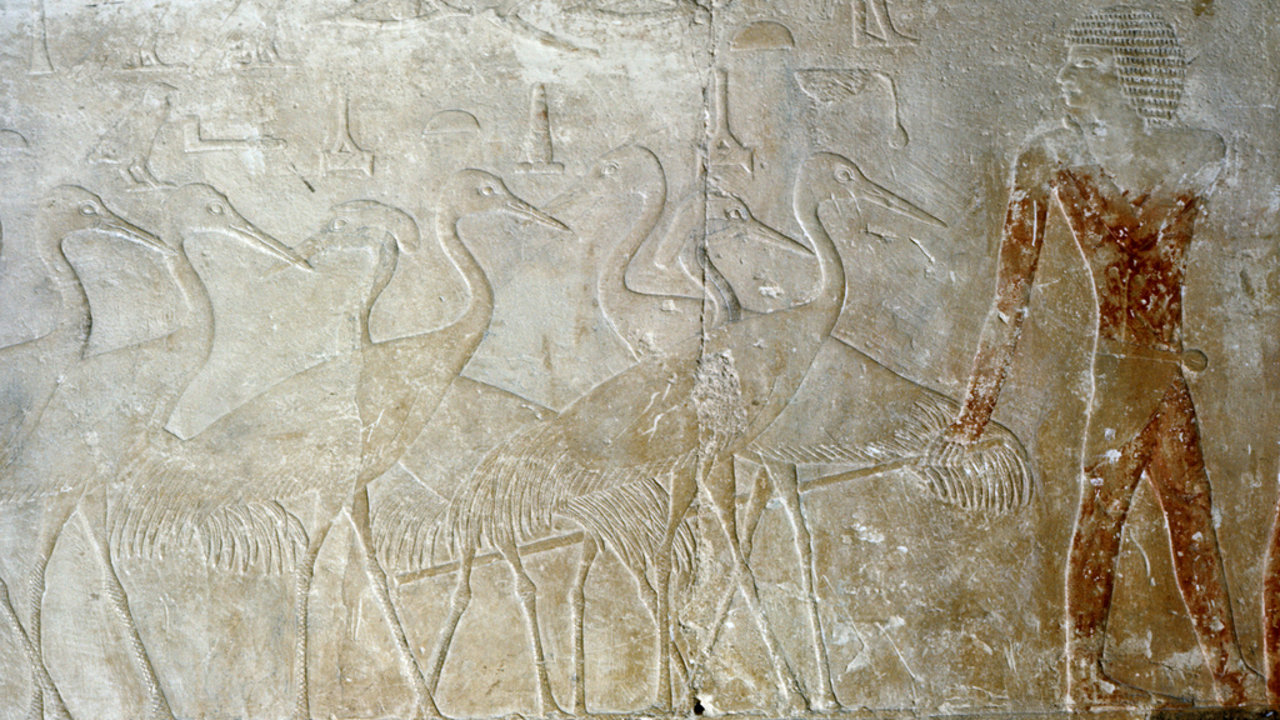 Walter Emery y el descubrimiento de las galerías de los ibis en Saqqara
