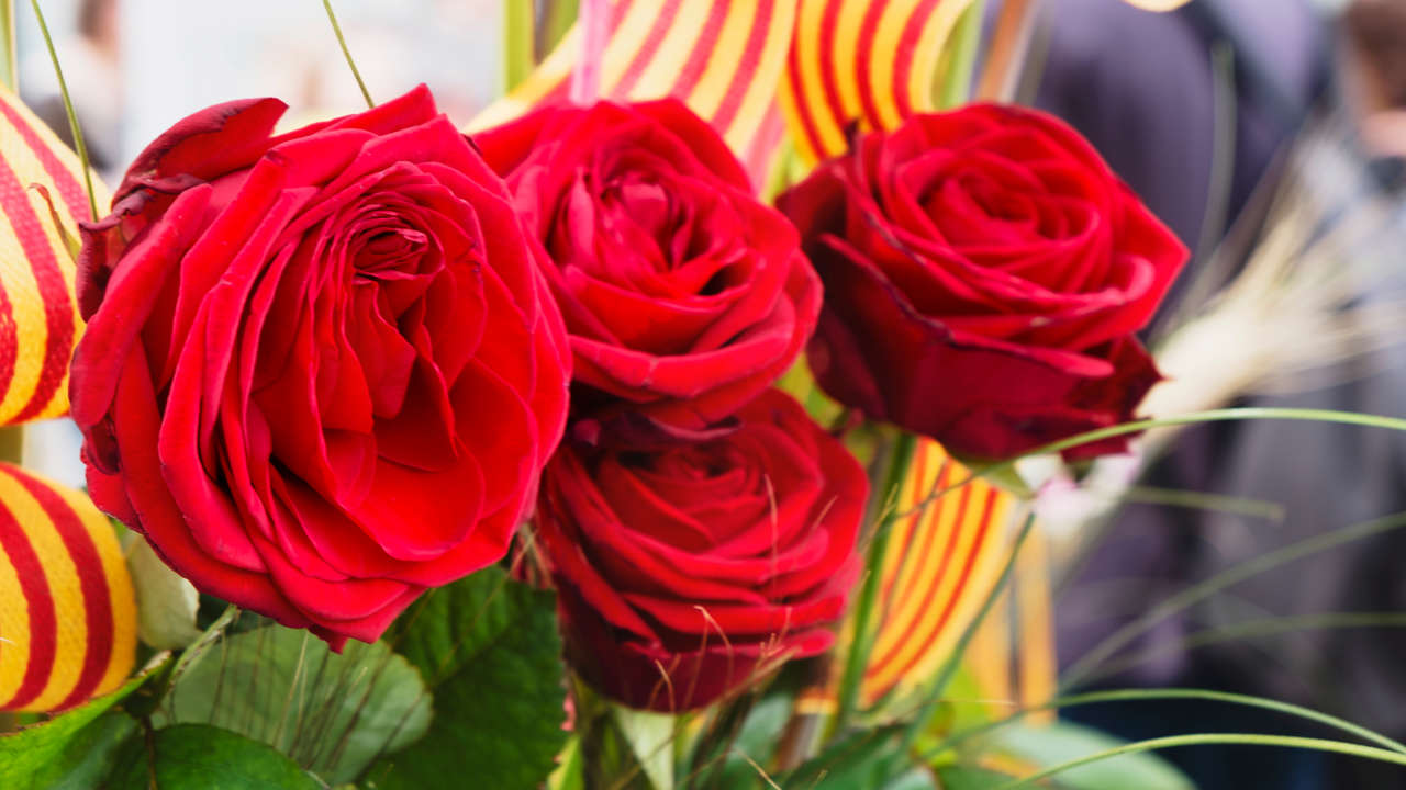 ¿Por qué se regalan rosas en Sant Jordi?