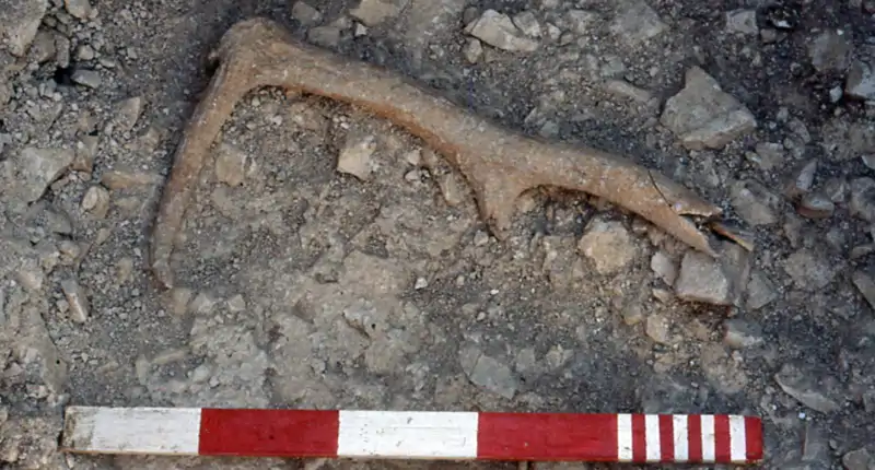 Asta de ciervo encontrada en el interior del recinto funerario de Flagstones.