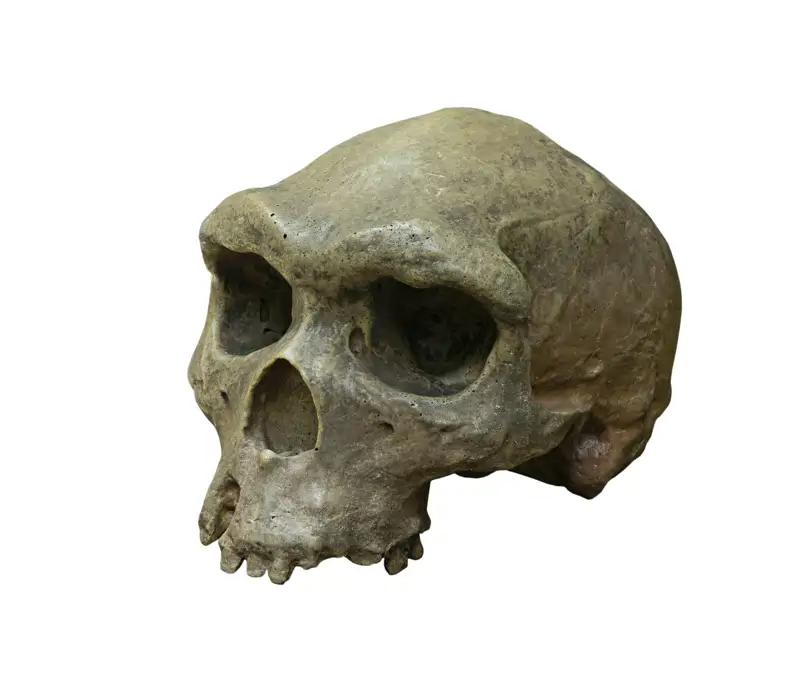Imagen de un cráneo de Homo erectus.