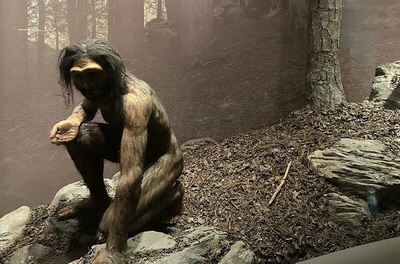 Recreación de un Homo erectus expuesta en el Salón de los Orígenes Humanos del Museo Americano de Historia Natural.