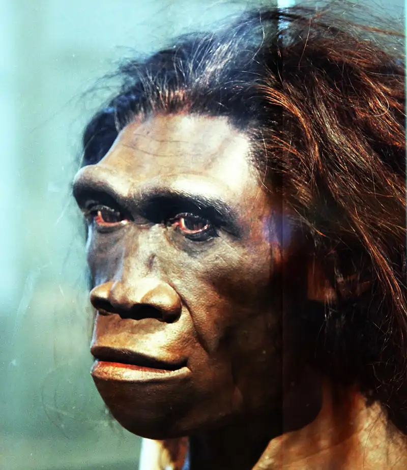 Recreación de un Homo erectus hembra expuesta en el Museo Smithsonian de Historia Natural de Washington.