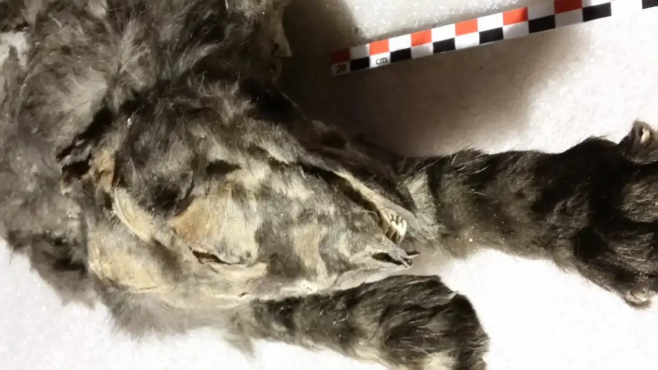 Los famosos cachorros de la Edad de Hielo eran en realidad lobos del Pleistoceno