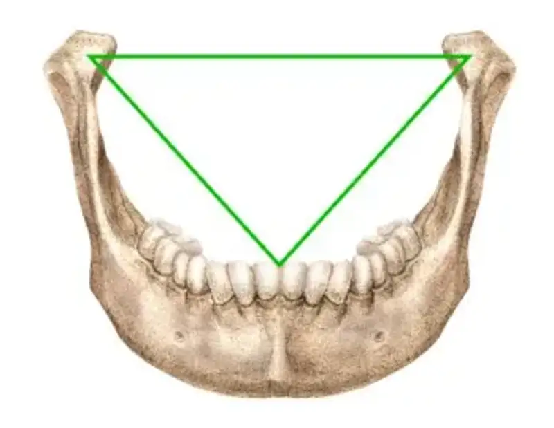 triangulo bonwill