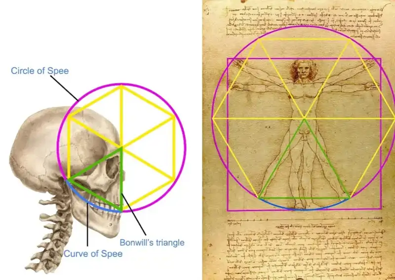 Vitruvian Bonwill