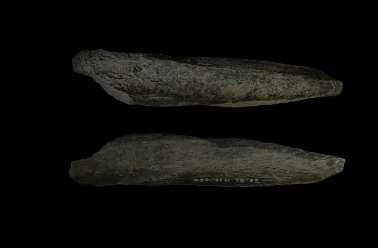 Descubren una 'navaja suiza' prehistórica hecha con hueso de león cavernario