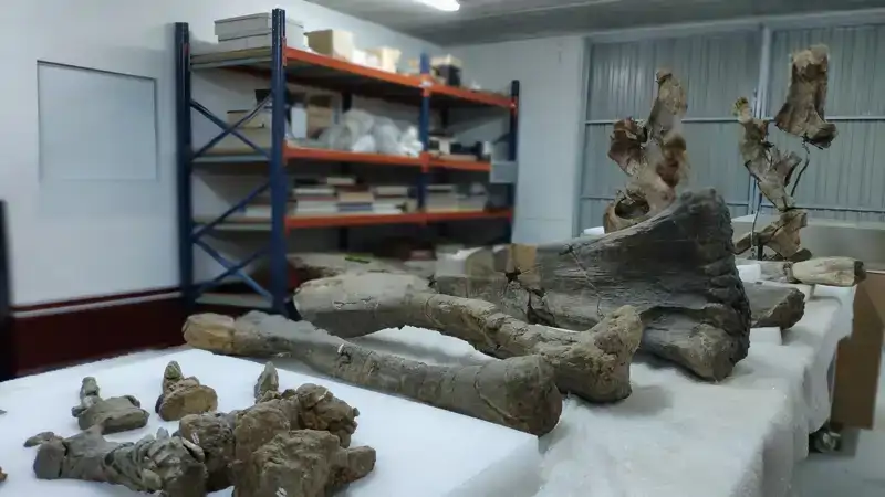 Colecciones paleontológicas