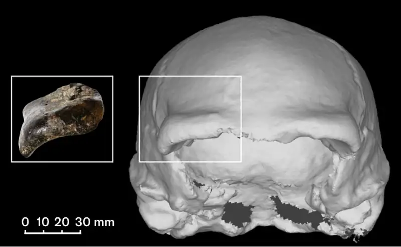 craneo homo erectus