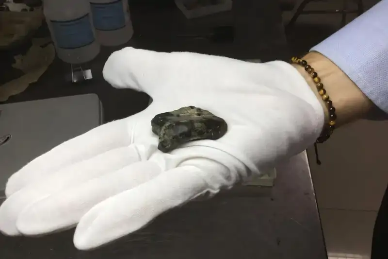 craneo homo erectus
