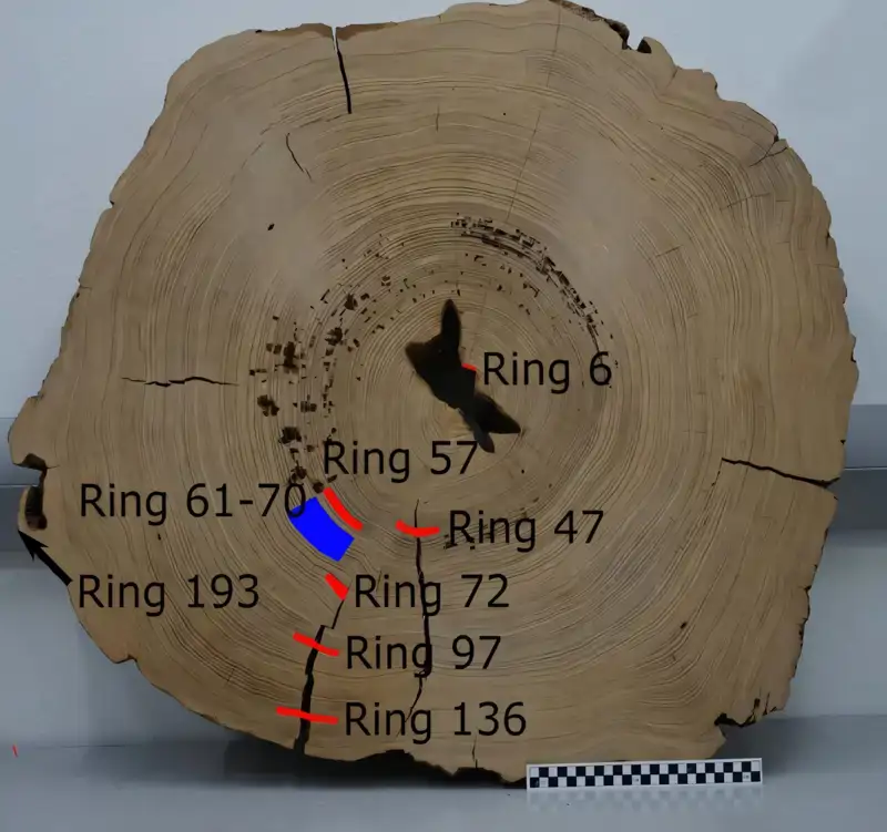 tronco arbol cahokia