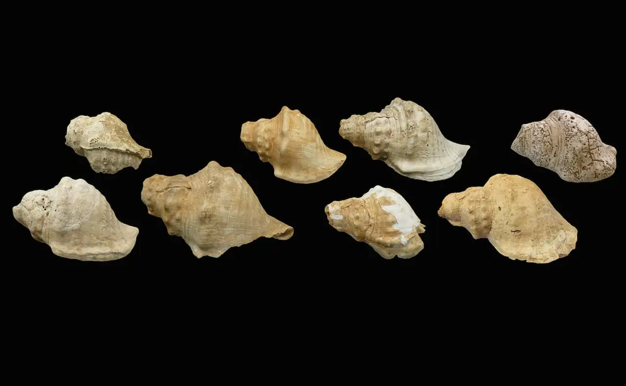 Unas trompetas de caracola de hace 6.000 años conectaban a distancia a los pueblos del Neolítico en Cataluña