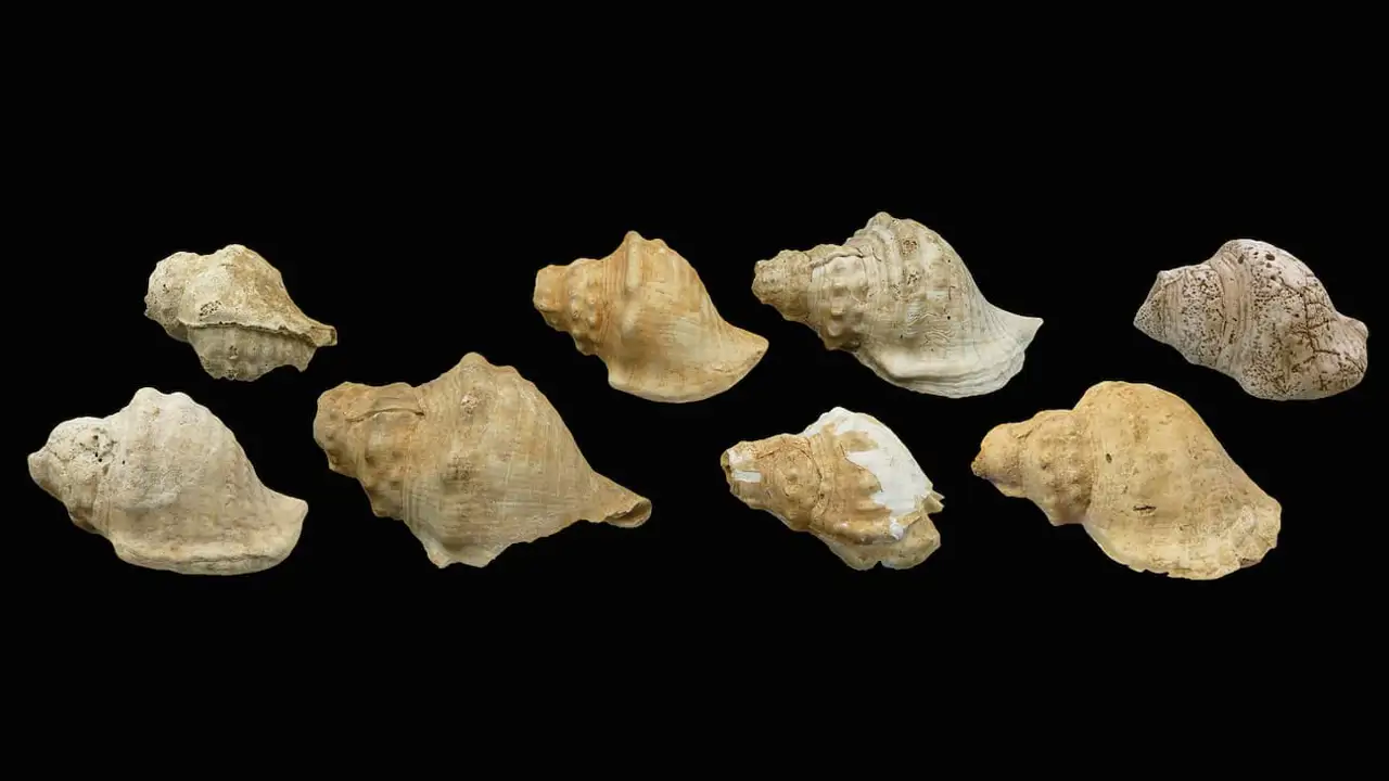 Las primeras 'líneas telefónicas' prehistóricas: unas trompetas de caracola de hace 6.000 años conectaban a distancia a los pueblos del Neolítico