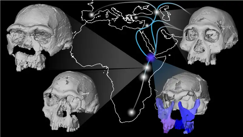 la nueva reconstrucción facial del fósil DAN5