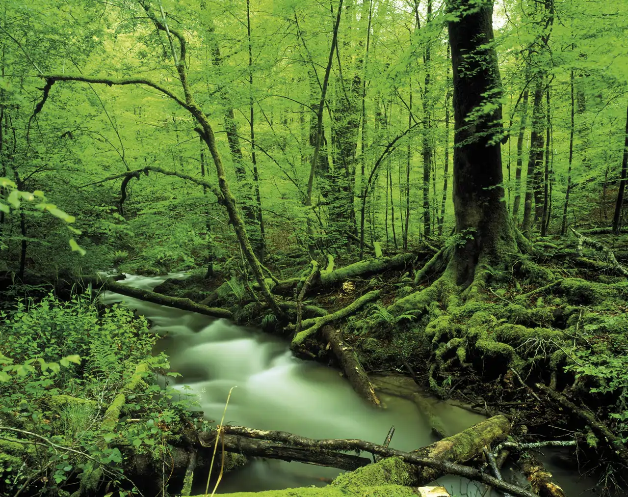 Bosque en Navarra