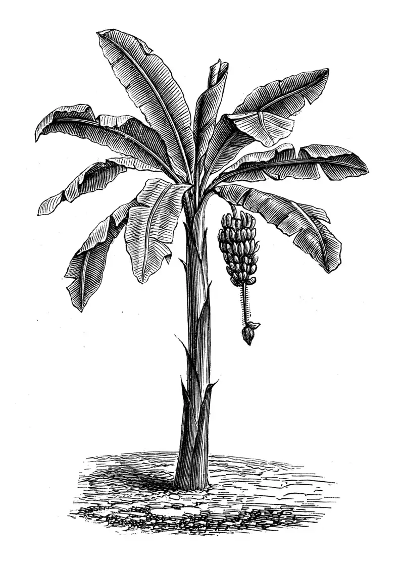ilustracion platano