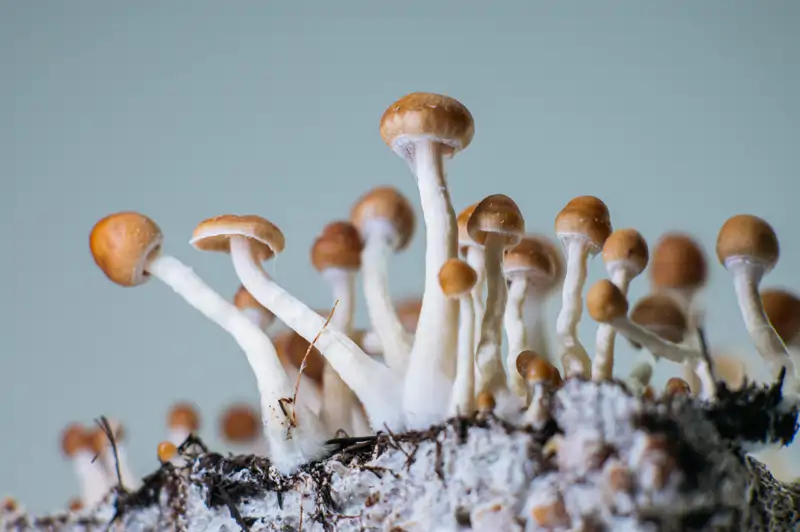 hongos