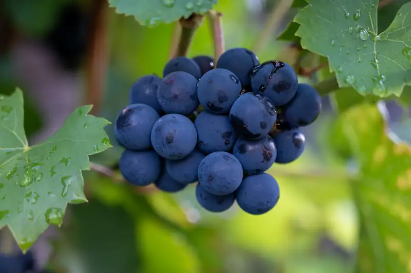 Pinot Noir