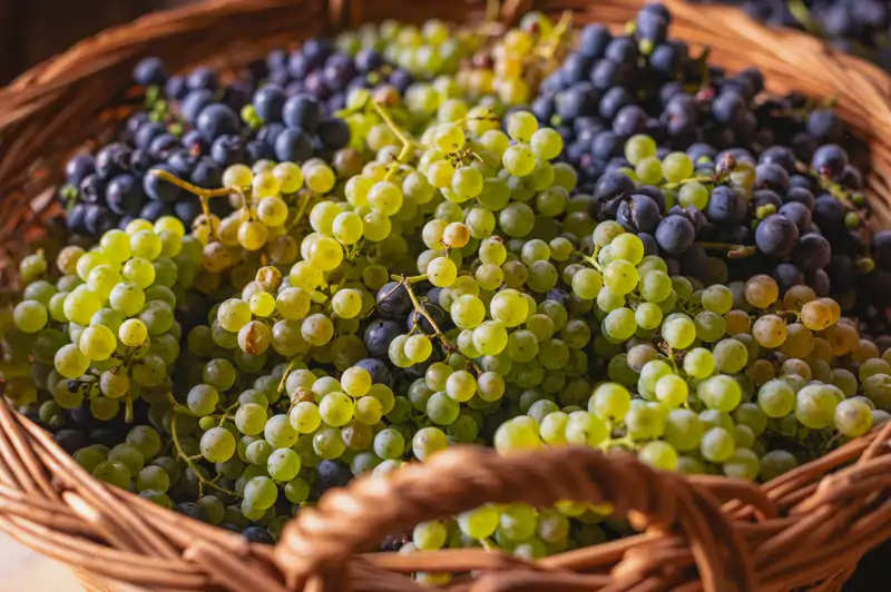 Uvas
