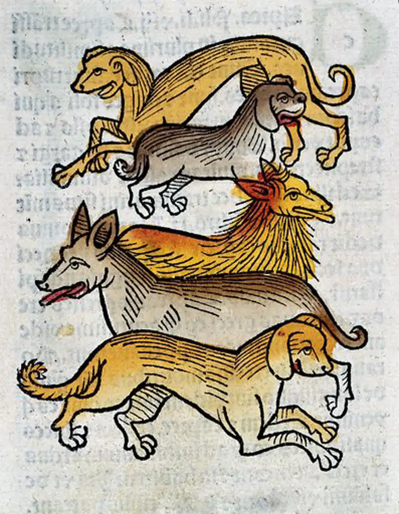 Five different types of dogs, woodcut, 1547  Hortus Sanitatis