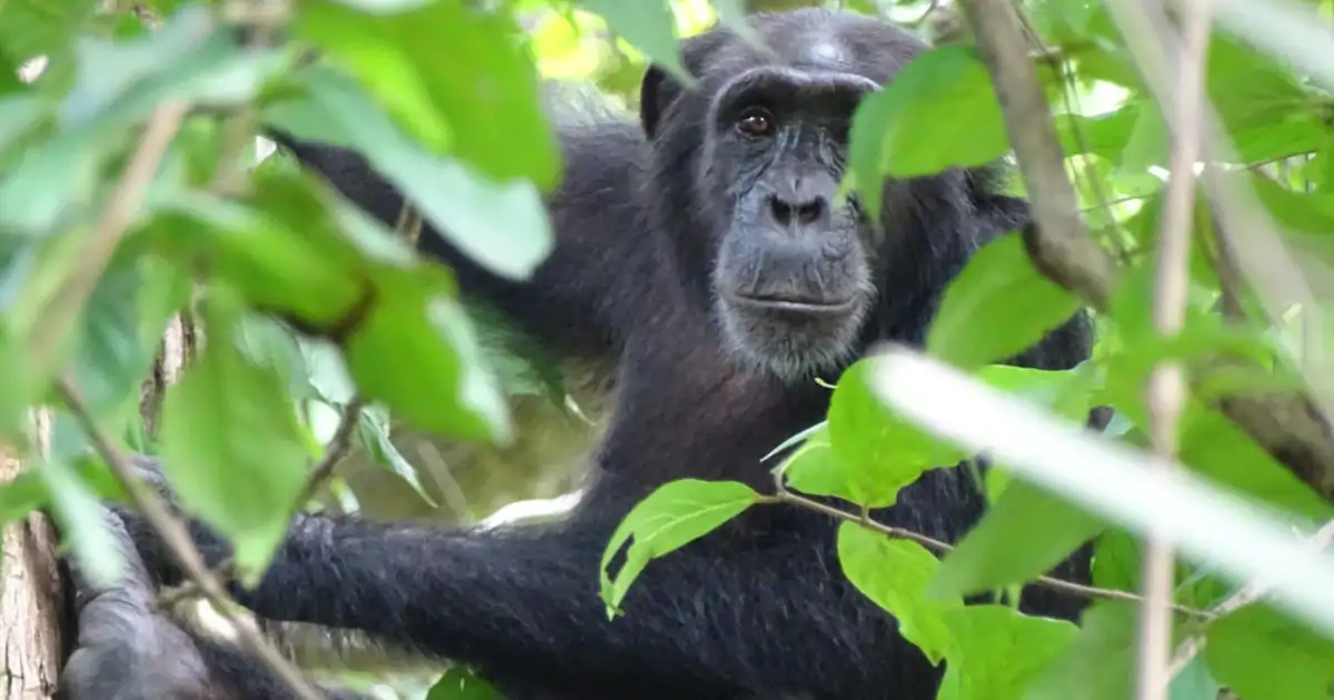 Chimpancés de Senegal desafían la idea de que la tecnología es solo humana