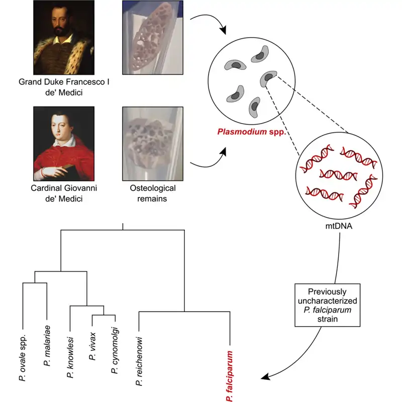 plasmodium